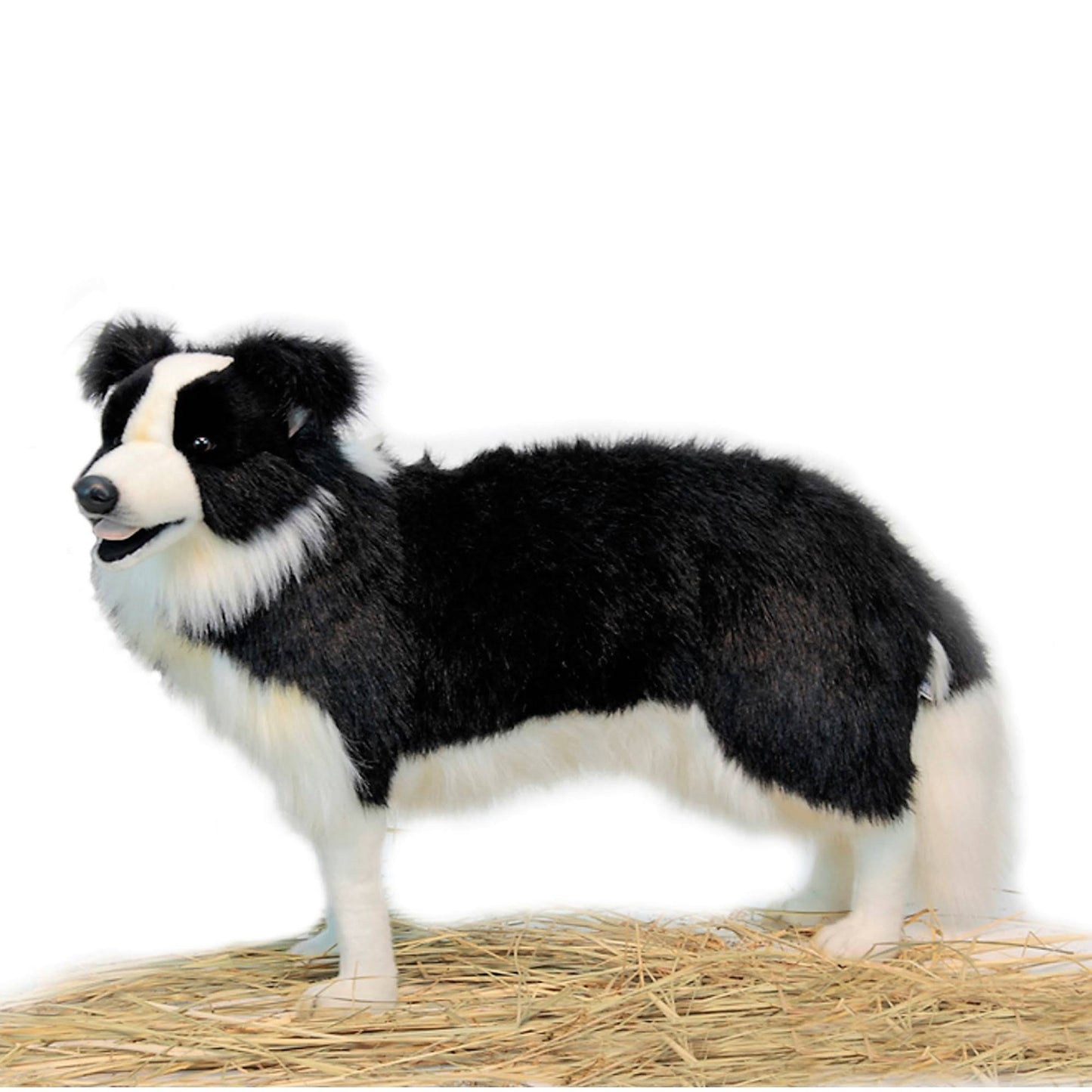 Hansa Standing Border Collie