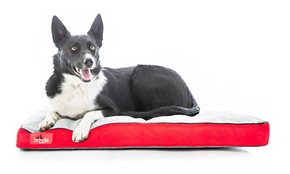 Brindle Memory Foam Dog Bed with Removable Washable Cover Red Medium