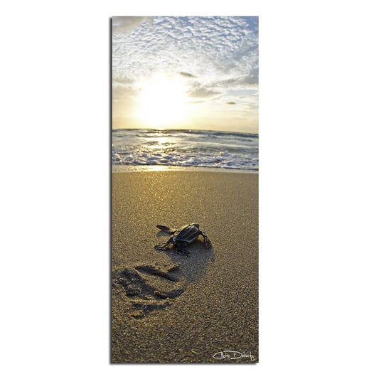 Ready2HangArt Baby Sea Turtle Wrapped Canvas Wall Art