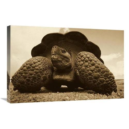 20 x 30 in. Galapagos Giant Tortoise on Caldera Rim Alcedo Volcano Galapagos Islands - Sepia Art Print - Tui De Roy MI1268119