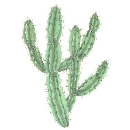 Cactus Wall Stencil Dee659 by DeeSigns